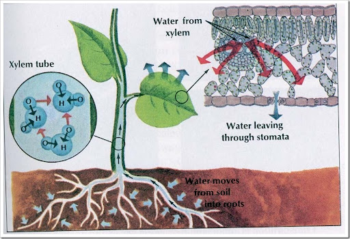 biology-notes-hkal-water-transport-in-plant